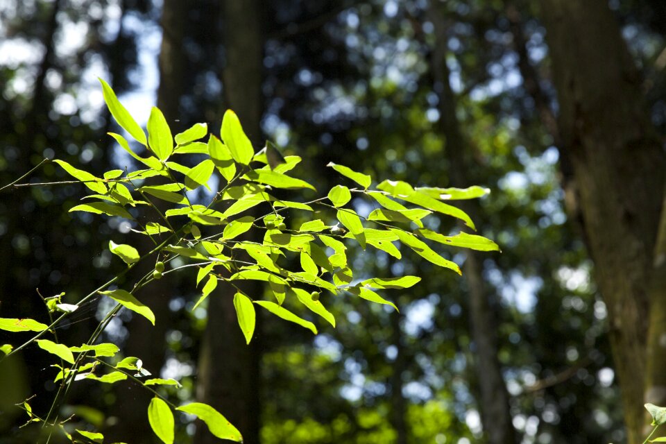 Green leaf woods the scenery