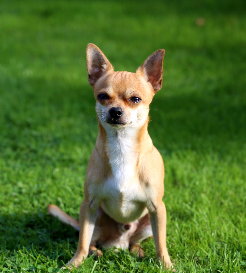 Chihuahua sobel dog