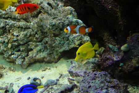 Clown fish amphiprion ocellaris clownfish orange photo