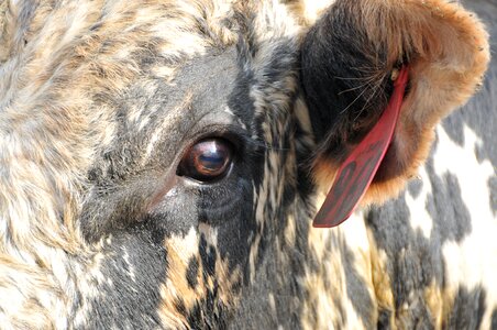 Bovine cow animal photo