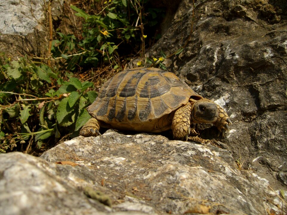 Animal reptile