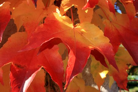Color leaf nature