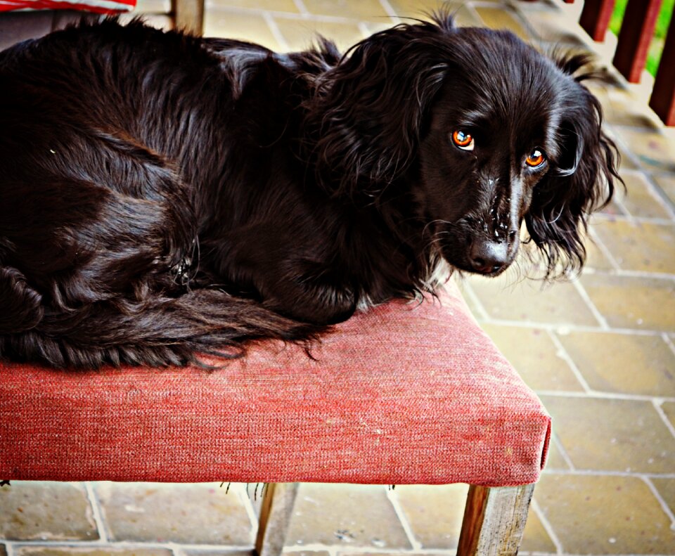 Animal dog black