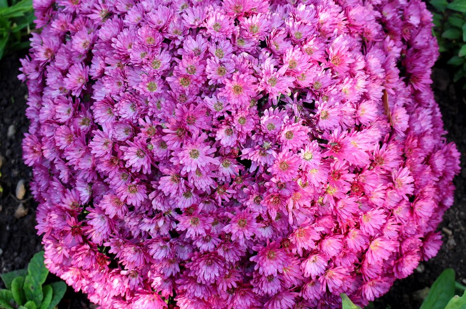 Basket shaped purple discounts
