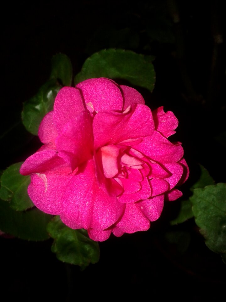 Nature plants flowers