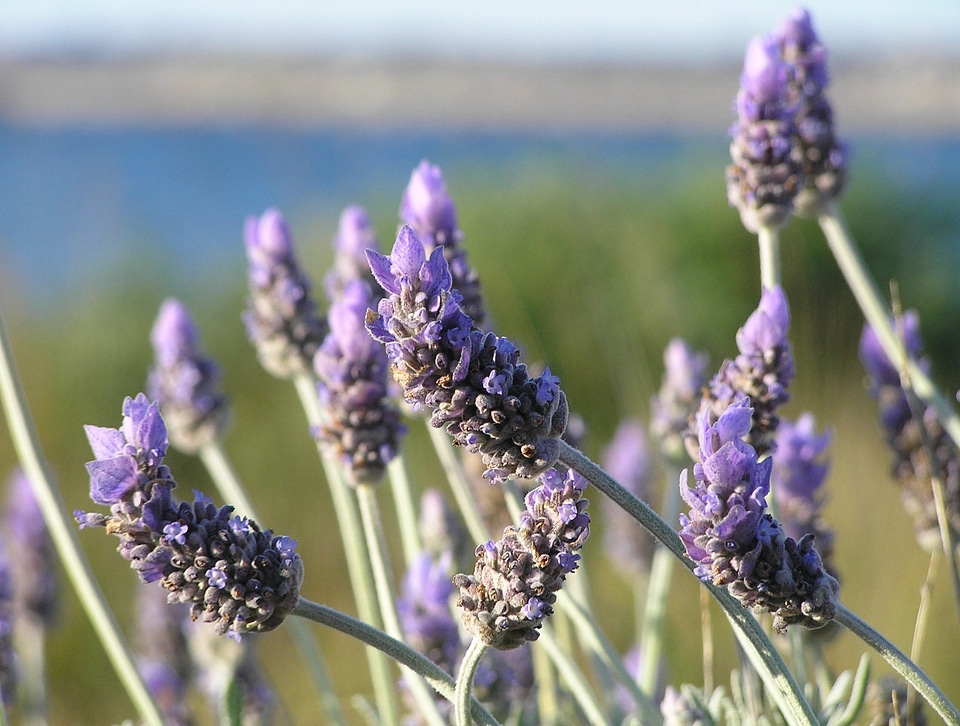 Purple natural field photo