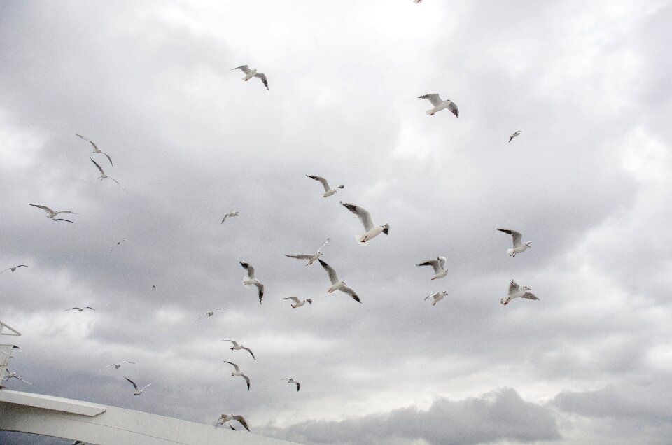 Sky cloud birds