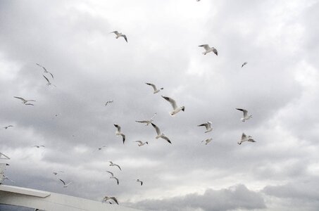 Sky cloud birds photo