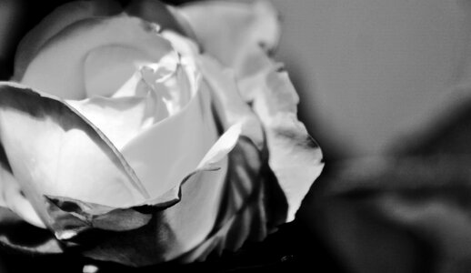 Wedding beauty romantic