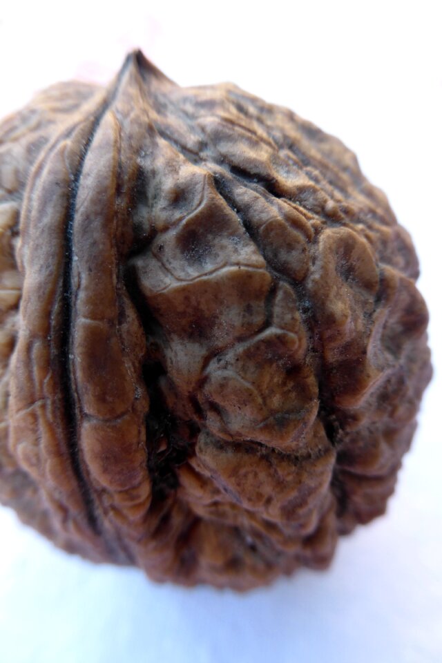 Wrinkled autumn harvest