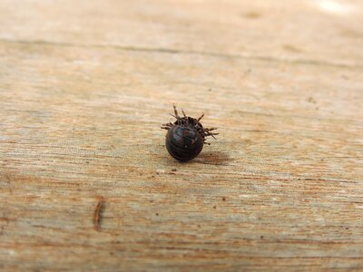 Armadillo wood insect