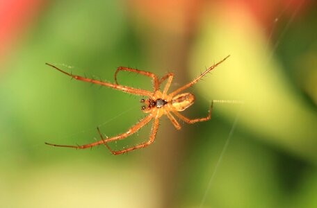 Close up nature web