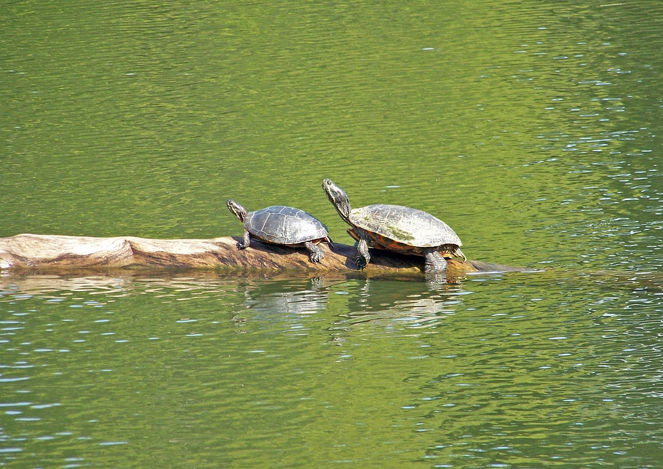 Reptile water pond
