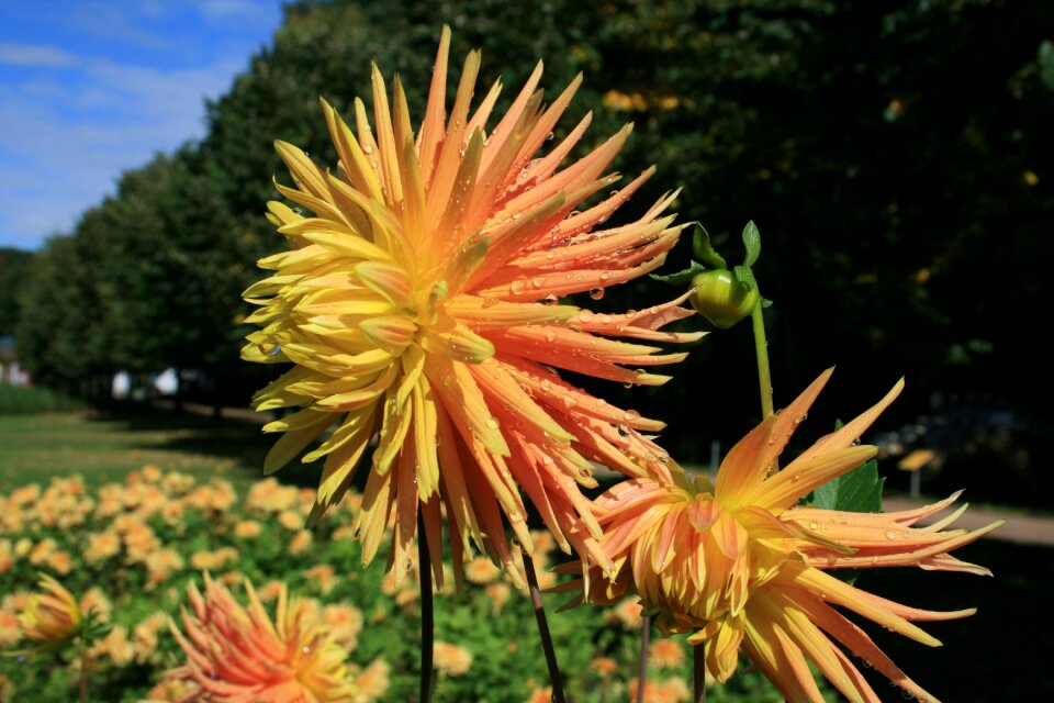 Blossom bloom plant
