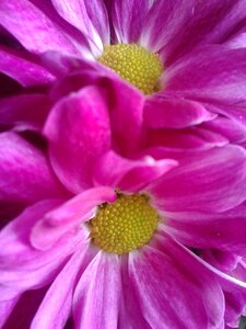 Plant close up violet photo