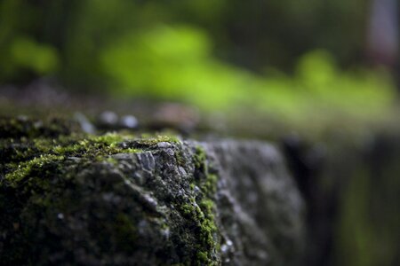 Moss stone the scenery
