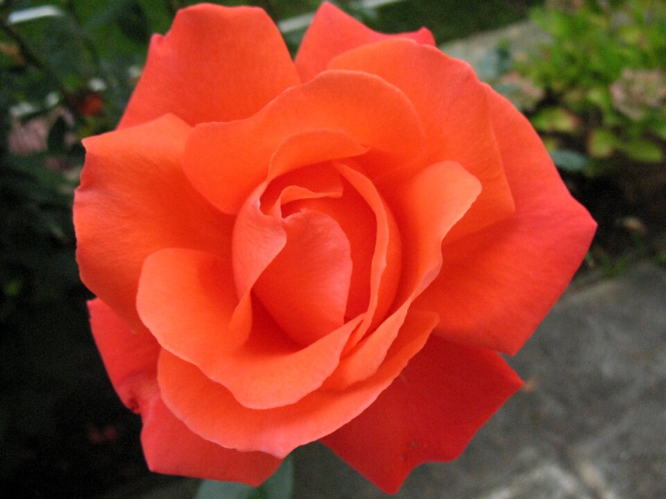 Rose bloom beautiful beauty