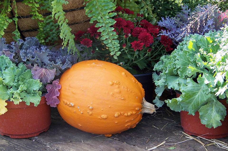 Flowers halloween still