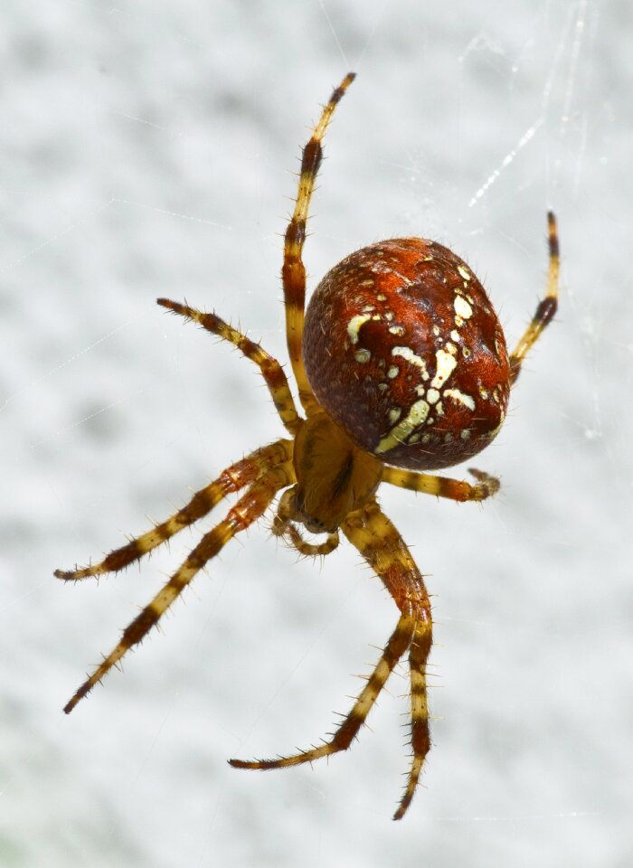 Arachnid close up spider macro