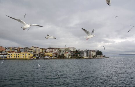 Mala mala strait seagull the scenery photo