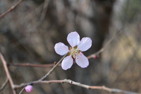 Flower youth beautiful