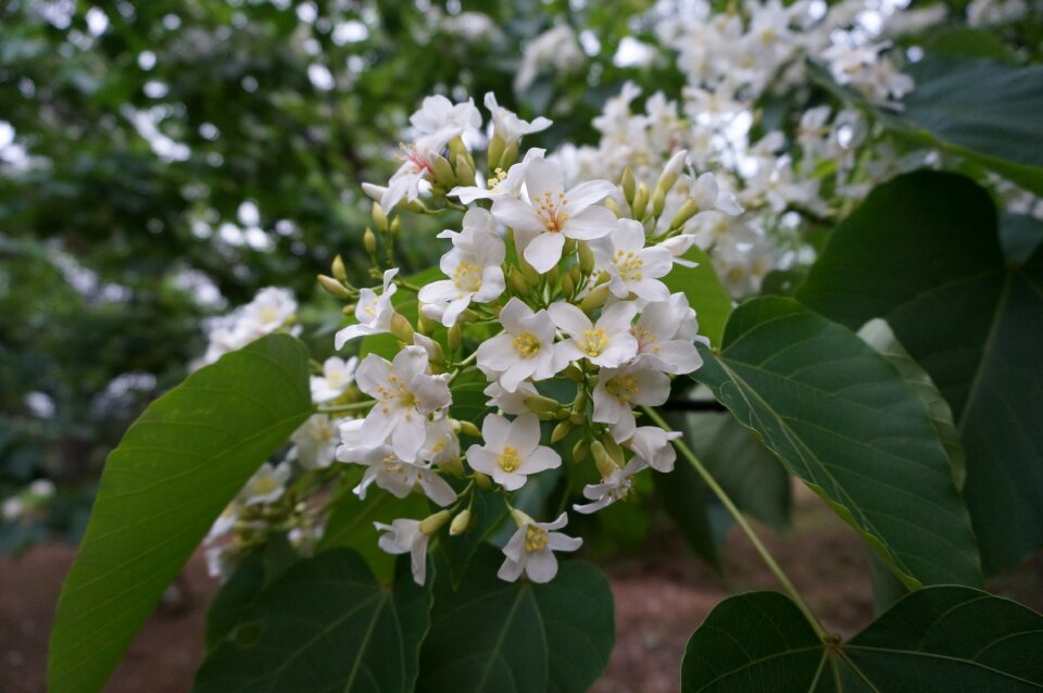 Flowering white flower wu yuexue