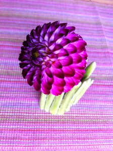 Nature purple autumn