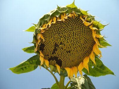 Organic flower yellow