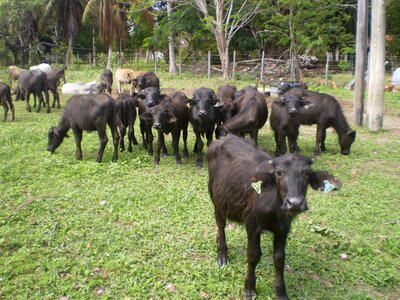 Buffalo marajoara pará