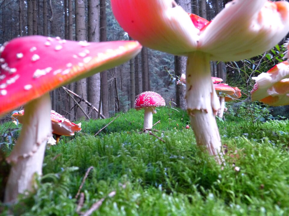 Red fly agaric mushroom toxic spotted