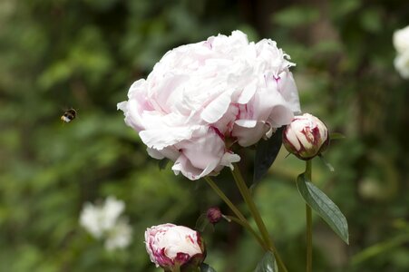 Peony bee flower