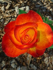 Orange red rose