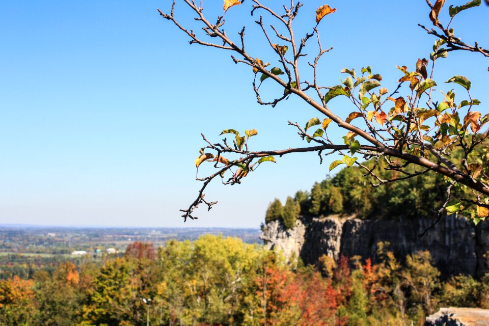 Kelso tree branch