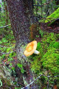 Fall forest mushrooms