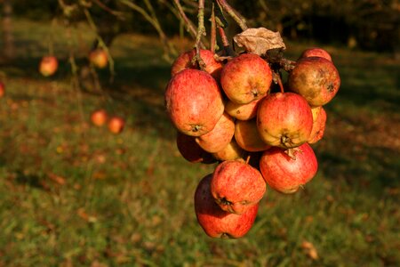 Harvest apple tree nature