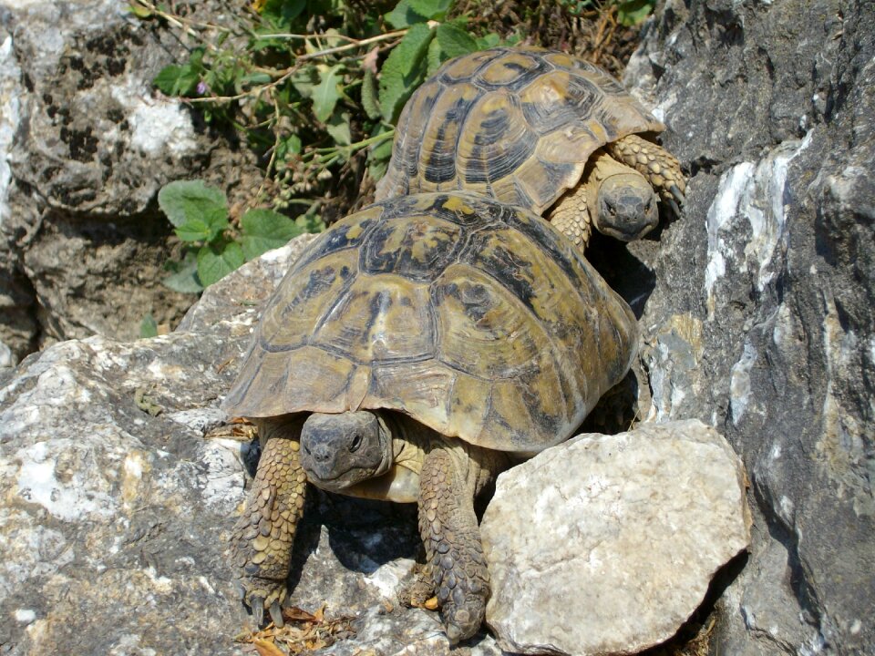 Animal reptiles
