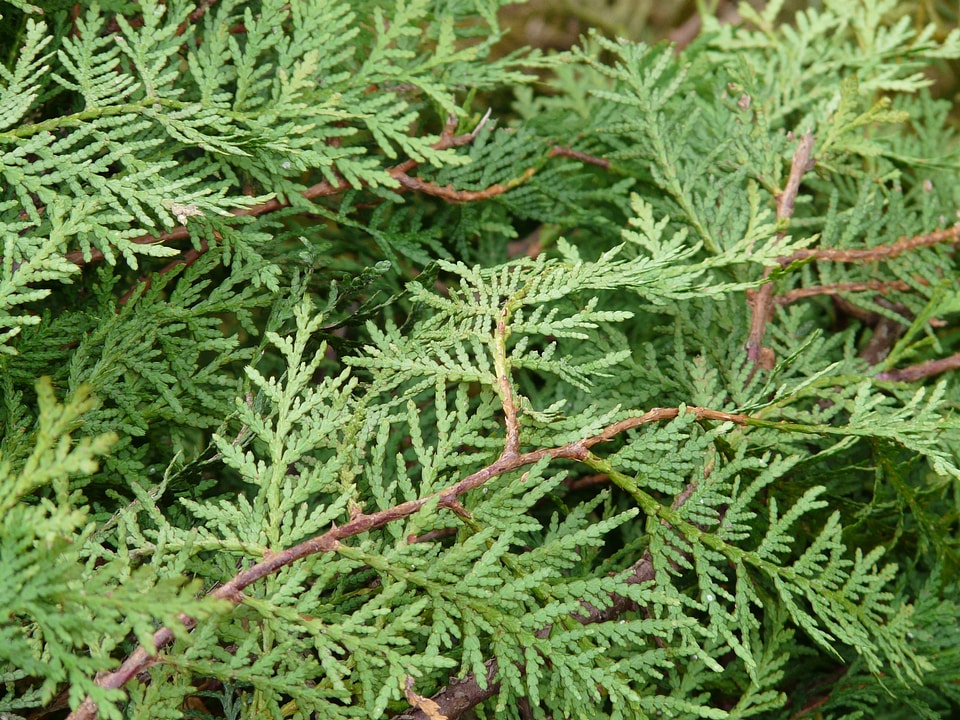Western thuja ordinary thuja tree of life