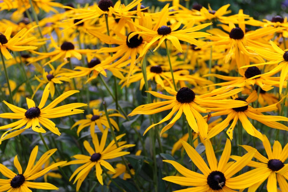 Flower medicinal plant arnica montana