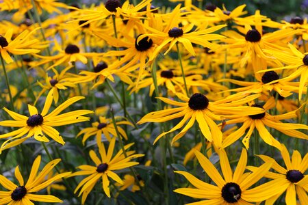 Flower medicinal plant arnica montana