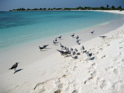Seagulls nature los roques
