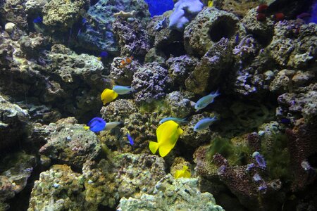 Exotic fish yellow aquarium