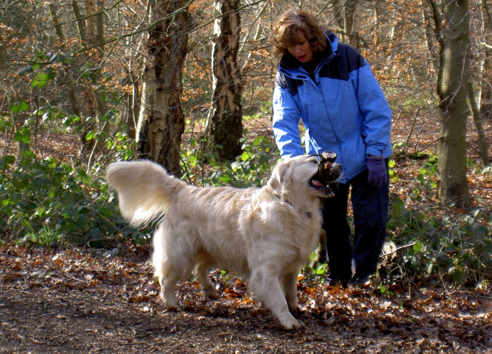Purebred pedigree fur
