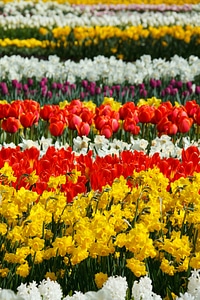 Bloom blossoms color