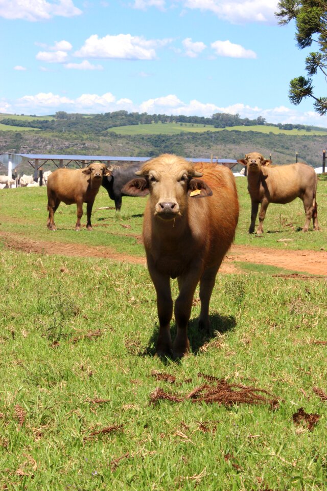 Cow farm animal