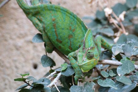 Reptile common chameleon insect eater photo