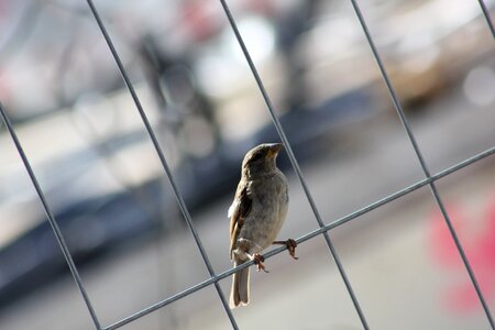 Close up feather fence