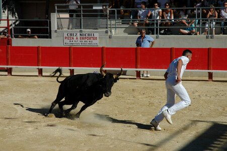 Bull raseteur arenas photo