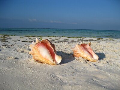 Beach sea nature