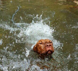Swimming animal photo