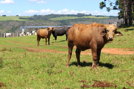 Cow farm cattle photo
